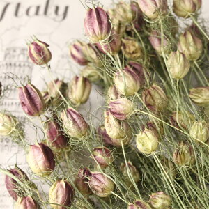 jQ hCt[ 呩1 y N^l\E t[Z|s[ Y kCY ԍ f nhCh ޗ [X t[AWg n[oE z