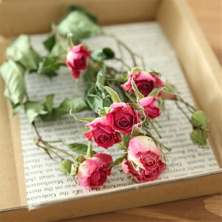 楽天市場】8輪 スプレーローズ （ピンク系） 【ドライフラワー 花  