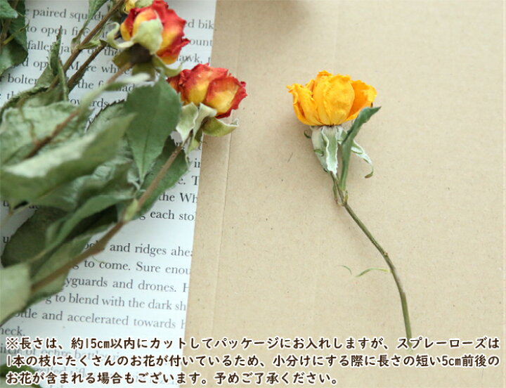 楽天市場】8輪 スプレーローズ （ピンク系） 【ドライフラワー 花  