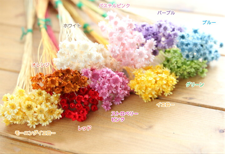 楽天市場 小分け スターフラワー ブロッサム 40本入り ドライフラワー 小花 販売 花材 ハーバリウム ハンドメイド カラフル ハーバリウム花材店 Natural Moco