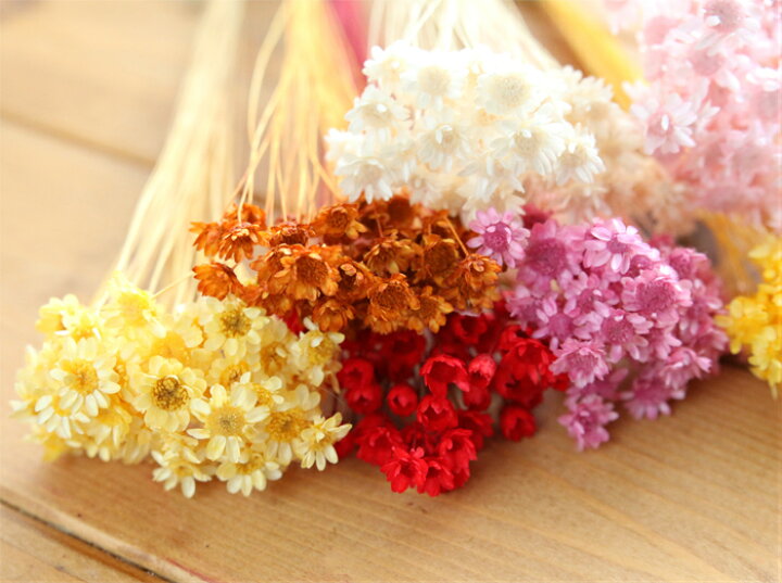 楽天市場 小分け スターフラワー ブロッサム 40本入り ドライフラワー 小花 販売 花材 ハーバリウム ハンドメイド カラフル ハーバリウム花材店 Natural Moco