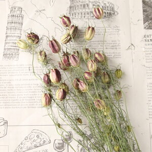 jQ hCt[ 40{ y N^l\E t[Z|s[ Y kCY ԍ f nhCh ޗ [X t[AWg n[oE z