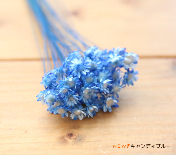 楽天市場】【小分け】 スターフラワー ブロッサム 40本入り [ ドライ 
