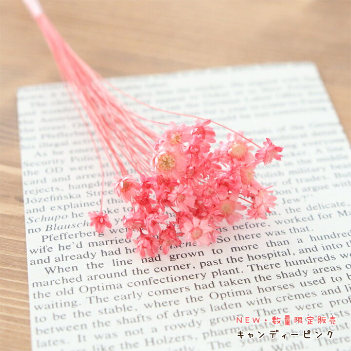 楽天市場 小分け スターフラワー ブロッサム 40本入り ドライフラワー 小花 販売 花材 ハーバリウム ハンドメイド カラフル ハーバリウム花材店 Natural Moco