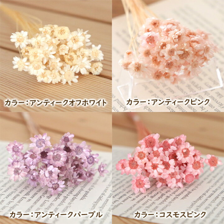 楽天市場 小分け スターフラワー ブロッサム 40本入り ドライフラワー 小花 販売 花材 ハーバリウム ハンドメイド カラフル ハーバリウム花材店 Natural Moco