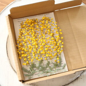 ~U OLong10{t5 ԍ ZbgyY tAJVA t F CG[ Y _ nhCh z