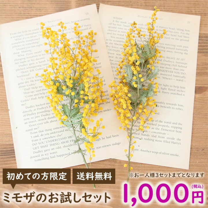 楽天市場】【お試しセット】国産 ミモザ ドライフラワー 2本セット (約15~20cm)【 メール便送料無料 A5 安い 綺麗 黄色 明るい イエロー 少量 お試し 初回限定 レジン ハーバリウム リース スワッグ ハンドメイド 】 : ハーバリウム花材店 Natural-moco