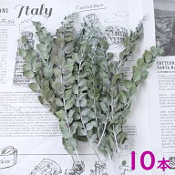 パールアカシア ドライフラワー 10本セット （長さ約20cm） 【 ミモザ 国産 花材 材料 素材 乾燥 】