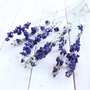 [NXp[ 7{ iZu[j y `h\E hCt[ ԍ f Y  XbO u[P ֑} nhCh Ntg t[  bX [NVbv Cxg 