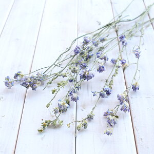 [NXp[ 7{ iFj y `h\E hCt[ ԍ f Y  XbO u[P ֑} nhCh Ntg t[  bX [NVbv Cxg  EG