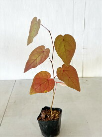 【送料無料】マルバノキ高さ0.4m 鉢底からシンボルツリー，紅葉，若葉サンプル画像同等品の発送沖縄は送料が必要