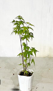 【送料無料】　イロハモミジ寄植え　3〜5本立ちそのまま植えて株立ちに高さ約0.5m（鉢底から）4月7日撮影沖縄は送料が必要