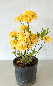 yQccWziLQccWj@0.7miꂩj@8|bg@Tv摜@i̔ 420Be@1115Be@A   yz@͑Kv