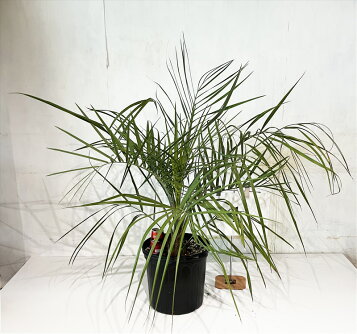 楽天市場】【現品発送】ココスヤシ 大株 根巻き 苗木【Q】13 : 千草園芸