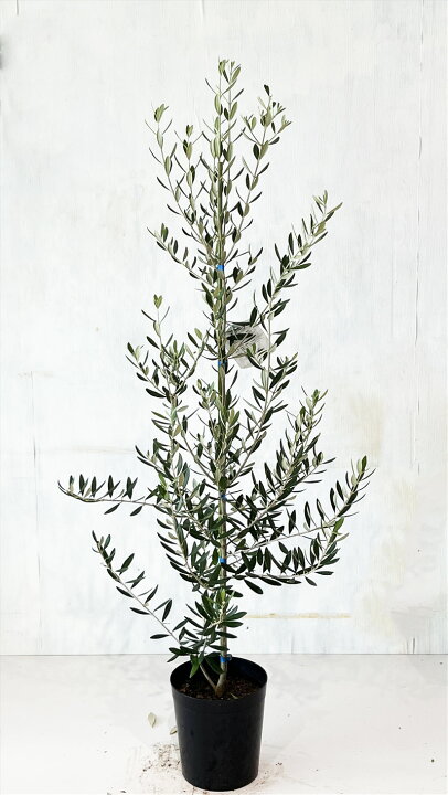 良品。オリーブ シプレッシーノ1.7M(鉢底から)品番D （鉢植えオリーブ 