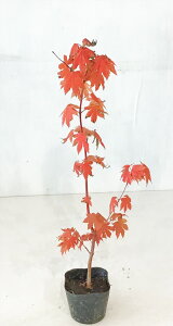 RnE`JGf 0.8miꂩj 5|bg Tv摜 i̔ yz ͑Kv ΂炵gt t  A G