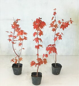 RnE`JGf 0.8miꂩj 5|bg Tv摜 i̔ yz ͑Kv ΂炵gt t  A G