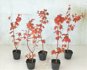 RnE`JGf 0.8miꂩj 5|bg Tv摜 i̔ yz ͑Kv ΂炵gt t  A G