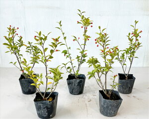 yzN\S5{ZbgX؍0.3miꂩjTv摜i̔1028Be͔zKv