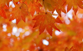 コハウチワカエデ　株立　高さ1.1m～1.4m　（根鉢含まず）紅葉 【現品発送】 画像の商品をお送りします。【送料無料】沖縄、北海道、離島は送料が必要です。　中高木　シンボルツリー　自然樹形　株立　雑木　植木　庭木　樹木　植栽　植物　苗木　おしゃれ