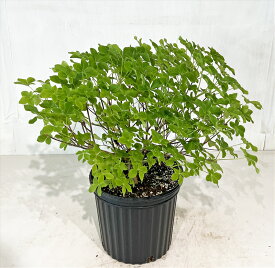【送料無料】　シロヤシオ　（ゴヨウツツジ）　サンプル画像　同等品の発送　高さ約0.5m（鉢底から）美しい花の咲くツツジ　花木,　希少な木沖縄は送料が必要　5月13日撮影