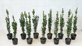 スカイペンシル　樹高0.7m（鉢底から）　サンプル画像　同等品の発送　垣根、列植に最適　低木　常緑樹　植木　庭木　樹木　ガーデニング　インテリア　エクステリア　おしゃれ　【送料無料】沖縄は送料が必要です。