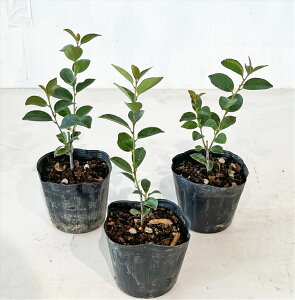 ハイノキ 盆栽 植木の人気商品・通販・価格比較 - 価格.com
