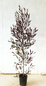 �y�h�h�i�G�A �v���v���A�z�y���������z�@������1.6m�i���ꂩ��j�@7�����@�~�̃`���R���[�g�F�̗t���������@�T���v���摜�@�����i�̔����@��Ύ��@�A�؁@��؁@���؁@����A�k�C���A��