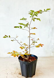 【ナツハゼ】　樹高約0.5m（鉢底から）　7号鉢　サンプル画像　同等品の発送　春のかわいい花　夏の食用の実　素晴らしい紅葉、　低木　落葉樹　雑木風　植木　庭木　樹木　ガーデニング　　エクステリア　おしゃれ　【送料無料】沖縄、道、は送料が必要です10月12日撮影