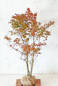 yz Cn~W@ 1.2m TCY͔\i͊܂݂܂jTv摜@i̔@ gtAtꂢ AAkC͑Kv@123قڗt