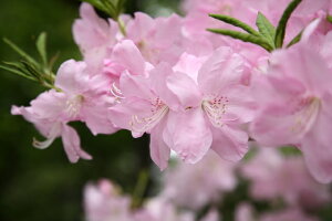 yNtlccWz0.9m@10@Tv摜@i̔@̉ԉt@ԁ@gt@G؁@A؁@؁@1115Be@yz͑Kv