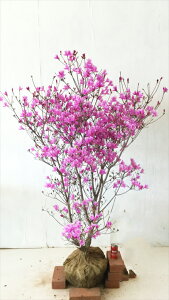 y~coccWz 1.0m(A܂܂j@Tv摜 @i̔@@Ԃ̂ꂢȖ؁@ccW؁@t@Gؕ@A؁@؁@؁@ʎ@K[fjO@CeA@