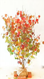 マルバノキ　樹高1.5m～1.8m (根鉢含まず） 紅葉 【現品発送】 画像の商品をお送りします。【送料無料】沖縄、北海道、離島は送料が必要です。　中高木 雑木風 落葉樹 植木 庭木