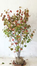 マルバノキ　樹高1.5m～1.7m (根鉢含まず） 紅葉 【現品発送】 画像の商品をお送りします。【送料無料】沖縄、北海道、離島は送料が必要です。　中高木 雑木風 落葉樹 植木 庭木