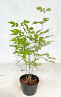 アオダモ 株立 寄せ植 高さ0.5m(鉢底から ）6号鉢 サンプル画像 同等品の発送 初夏の白い花 灰色の縞柄の…