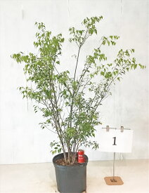 ハイノキ 高さ1.2m～1.5m（鉢底から） 10号鉢 【現品発送】画像の商品をお送りします。【送料無料】沖縄、北海道、離島は送料が必要　おしゃれ　常緑樹