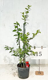 ソヨゴ 株立 雌雄混合株（メス木2本、オス木1本）【現品発送】高さ1.2m～1.4m（鉢底から）8号鉢 【送料無料】沖縄,北海道、離島は送料が必要 実がつきやすい　常緑樹,シンボルツリー　日影に強い