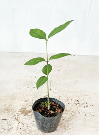 ツリバナ 苗木 約0.3m（鉢底から）　サンプル画像　同等品の発送です。 おしゃれ 雑木 ガーデニング　【送料無料】沖縄は送料が必要です。