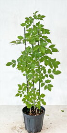 アオダモ　株立　寄せ植え3本　高さ約0.9m（鉢底から）　サンプル画像　同等品の発送　【送料無料】沖縄は送料が必要 夏の白い花　縞の幹肌　中高木　雑木　庭木　植木 6月15日撮影