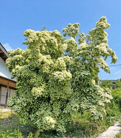 常緑ヤマボウシ 月光 株立 樹高約1.3m～1.6m（根鉢含まず）花芽付き【現品発送】画像の商品をお送りします　初夏の白い花、　中高木　常緑樹　花が咲く　植木　樹木【送料無料】沖縄、北海道、離島は送料が必要です　6月23日撮影
