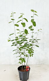 ジューンベリー　株立（寄せ株）　樹高約1.0（鉢底から）　7号鉢　サンプル画像　同等品の発送　春の白い花、初夏の食べれる実　秋の紅葉　中高木　落葉樹　雑木風　植木　庭木　樹木　ガーデニング　【送料無料】沖縄、北海道、離島は送料が必要です