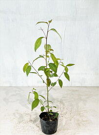 クロモジ 高さ約0.5m（鉢底から)　【サンプル画像】　 同等品の発送 繊細な木,落葉低木 【送料無料】沖縄は送料が必要