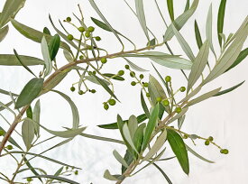 オリーブ　株立（寄せ植え3本）　高さ1.5～1.7m（鉢底から）7号鉢　【現品発送】撮影した商品を送ります。6月15日撮影　撮影時、実がたくさんついています。【送料無料】沖縄、北海道、離島は送料が必要です青銀色の葉がかわいい　おしゃれ　ガーデニング