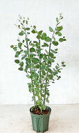ユーカリ　ポポラス 株立 寄せ植え 7号鉢 樹高約1.0m（鉢底から） 【サンプル画像】同等品の発送 常緑樹…