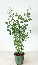 ユーカリ　ポポラス 株立 寄せ植え 7号鉢 樹高約0.9m（鉢底から） 【サンプル画像】同等品の発送 常緑樹　鉢植　庭木　樹木　【送料無料】沖縄は送料が必要です