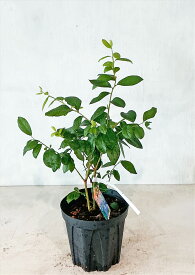 【ブルーベリー　チャンドラー　】　最大の実　7号鉢　サンプル画像　同等品の発送　春の白い花、初夏の果実　秋の紅葉　低木　落葉樹　雑木風　植木　庭木　樹木　　おしゃれ　【送料無料】沖縄は送料が必要です　7月中旬、11月下旬の撮影