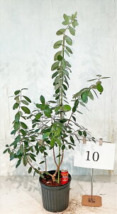 tFCWA@A|@ڂؕc 1.2m`1.6miꂩj8@yiz@摜̏i̔@R`@ Ύ V{c[ A   A m K[fjO 