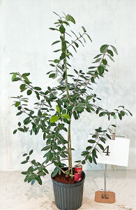 tFCWA@A|@ڂؕc 1.2m`1.6miꂩj8@yiz@摜̏i̔@R`@ Ύ V{c[ A   A m K[fjO 