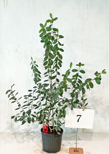 tFCWA@A|@ڂؕc 1.2m`1.6miꂩj8@yiz@摜̏i̔@R`@ Ύ V{c[ A   A m K[fjO 