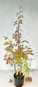 AI_@iAjNO11@iꂩj@yiz@Bei𔭑܂B@Ă̔ԁAȂ̊@؁@t@Gؕ@A؁@؁@؁@K[fjO@y